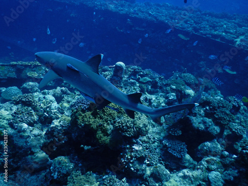 White tip reef shark in Fiji