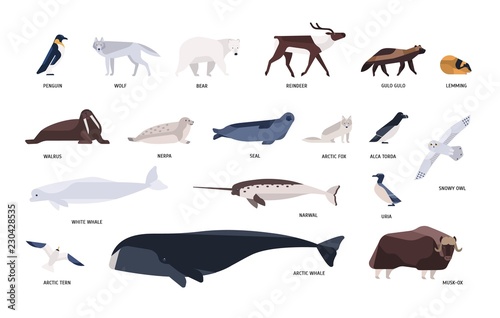 Collection of cute polar animals, birds, marine mammals inhabiting Arctic and Antarctica isolated on white background. Polar fauna set. Bright colored vector illustration in flat cartoon style.