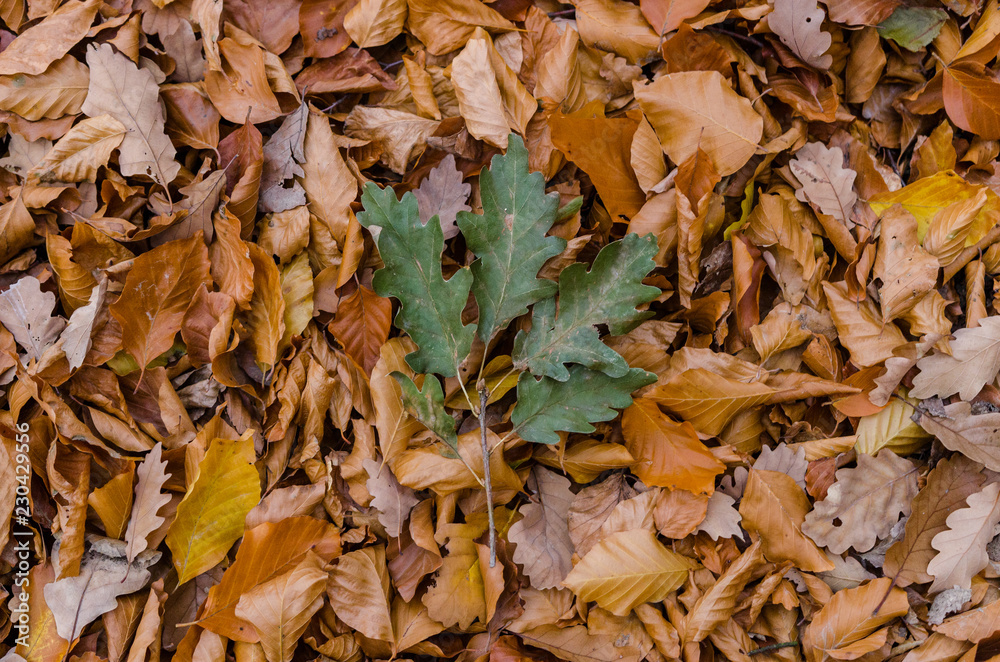 Colorful leaves on the ground - green oak and orange leaves