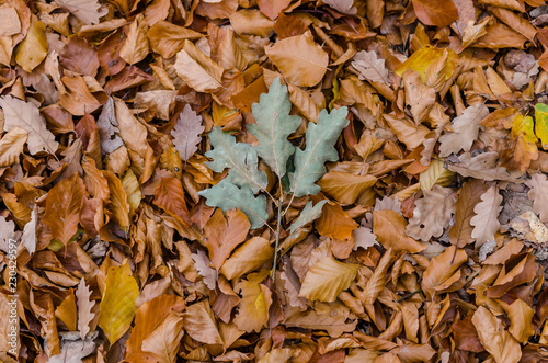 Colorful leaves on the ground - green oak and orange leaves
