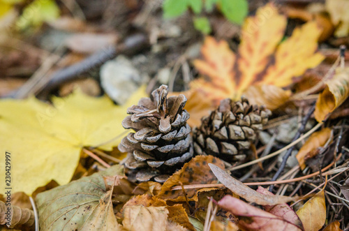 Colorful leaves and pince cones on the ground
