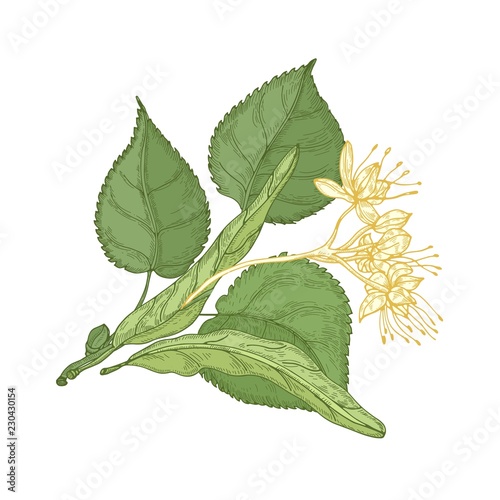 Gorgeous botanical drawing of linden sprig with leaves and tender blooming flowers. Gorgeous plant hand drawn on white background. Decorative design element. Natural realistic vector illustration.
