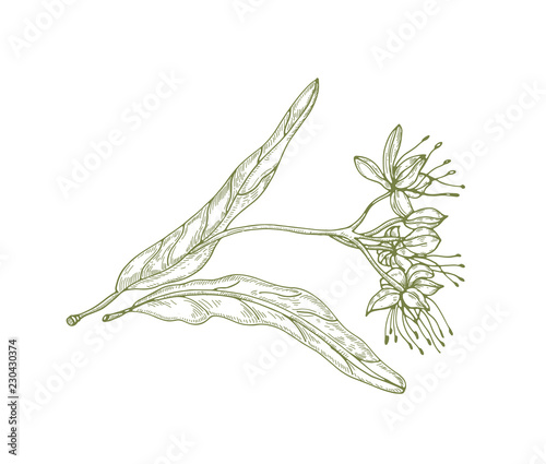 Gorgeous outline drawing of linden leaves and flowers or inflorescence
