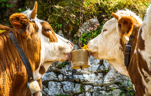Foto salt licking cows