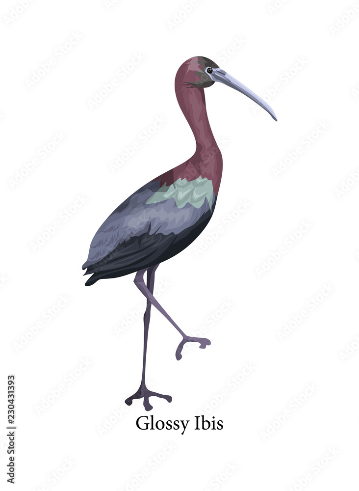 Obraz premium Glossy Ibis wild bird with long beak