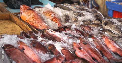 Photography Various fish in the market near the sea, ocean