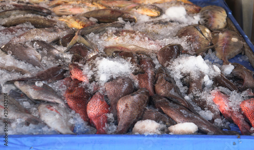 Photography Various fish in the market near the sea, ocean