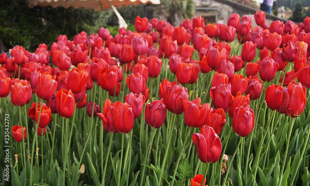 Obraz premium Red tulips