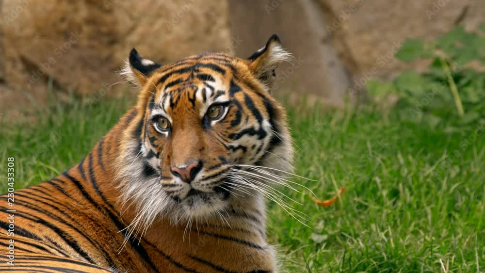 Sumatran tiger (Panthera tigris sondaica) portrait Sumatran tiger (Panthera tigris sondaica) portrait