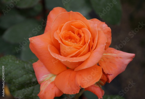 Orange rose