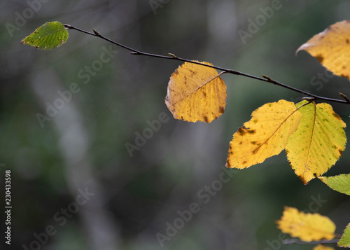 autumn leaves on a green background