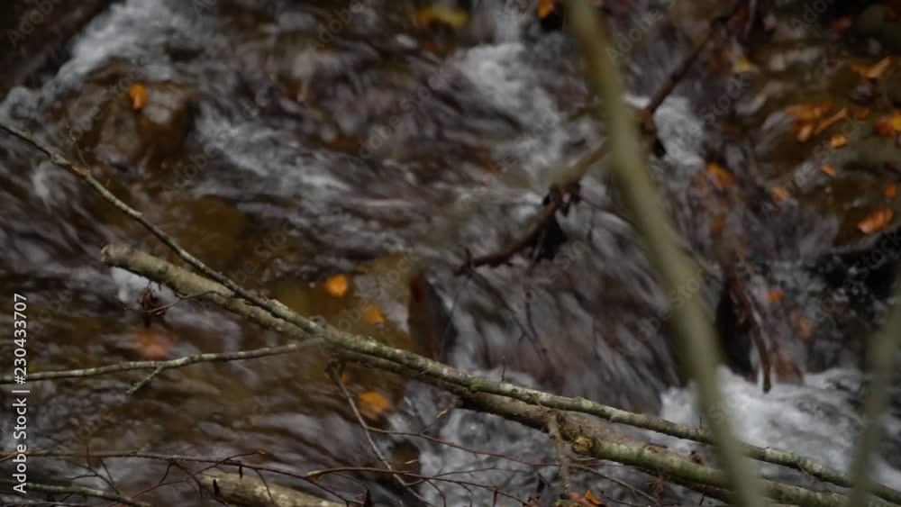 Autumn forest. Forest in the mountains. Mountain river. Stream with cold water. Autumn forest. Forest in the mountains. Mountain river. Stream with cold water.