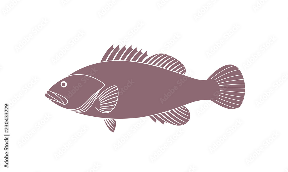 Spotted Grouper. Isolated grouper on white background Spotted Grouper. Isolated grouper on white background