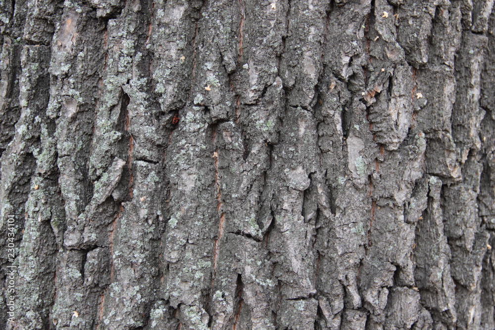 Fototapeta premium old oak tree bark