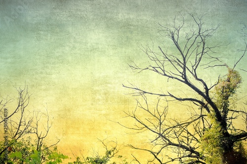 Vintage bare tree in sepia and blue tones. Nature background.