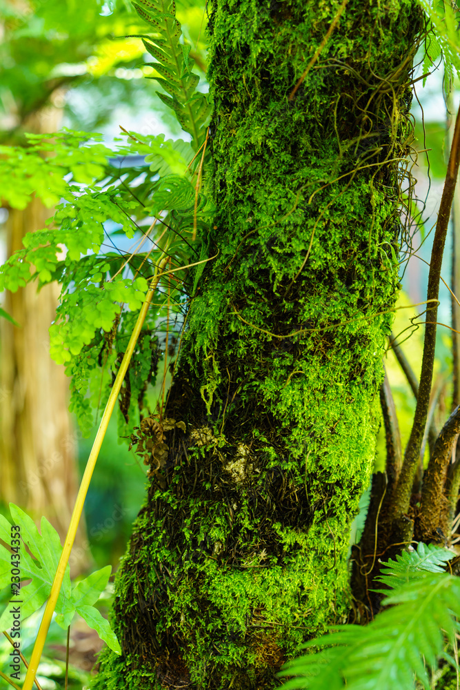 Beautiful fern leaves small in the forest. Selective focus. Beautiful fern leaves small in the forest. Selective focus.