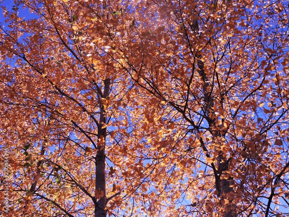 Fototapeta premium Dorado otoñal