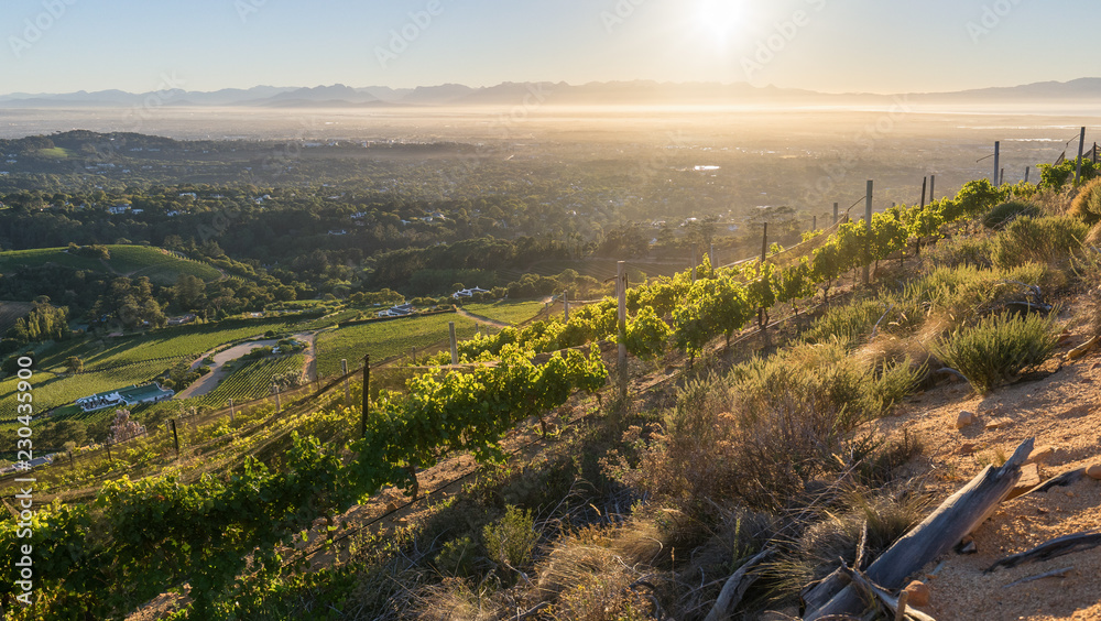 Fototapeta premium Beau Constantia