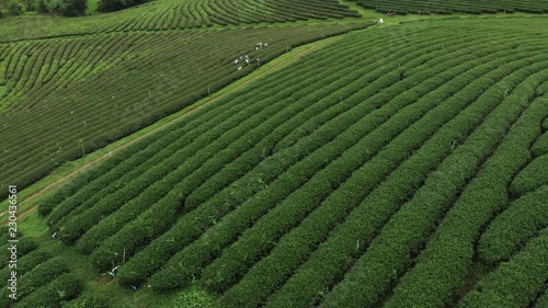 Worker picking up fresh green leave over beautiful tea plantation in Asian country, Chiangrai Thailand