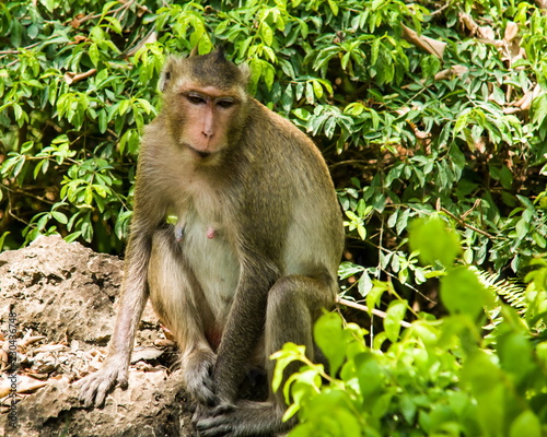 Monkey