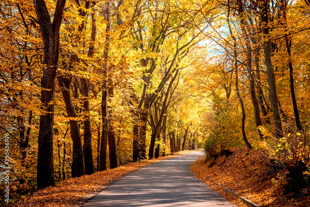 Mystic charming enchanting landscape with a road in the autumn forest and fallen leaves on the sidewalk