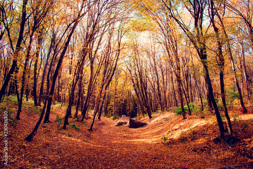 Beautiful autumn landscape with fallen leaves in the woods