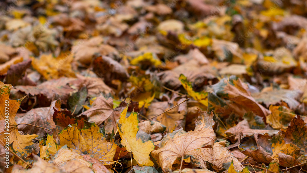 Autumn Leaves Background Texture Autumn Leaves Background Texture