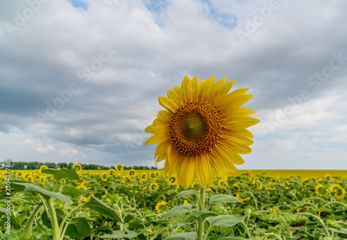 field of blooming sunflowers on a background sunset