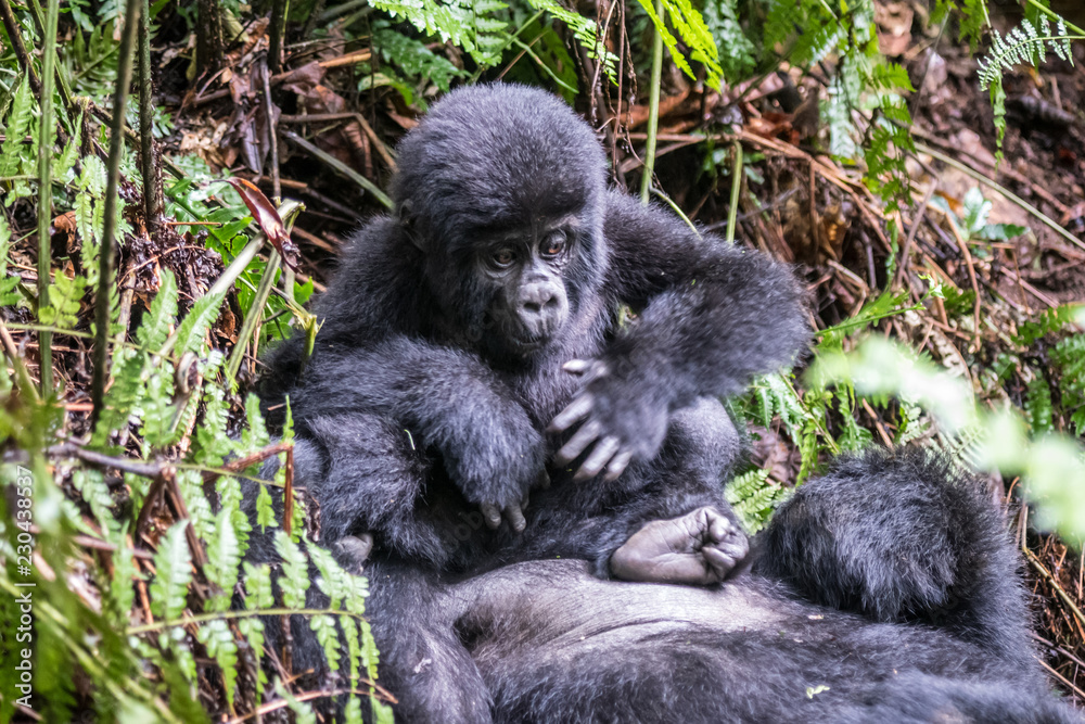 Mountain gorillas in the rainforest. Uganda. Bwindi Impenetrable Forest National Park. An excellent illustration Mountain gorillas in the rainforest. Uganda. Bwindi Impenetrable Forest National Park. An excellent illustration