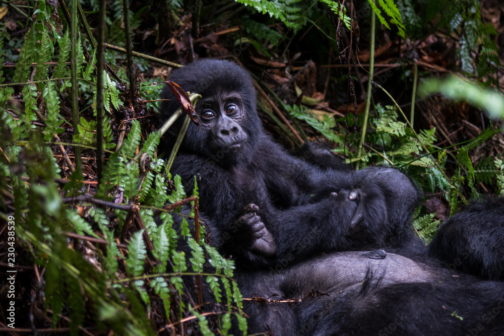Obraz premium Mountain gorillas in the rainforest. Uganda. Bwindi Impenetrable Forest National Park. An excellent illustration