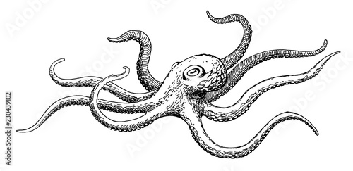 octopus, decorative ink hand drawing © dmitry375