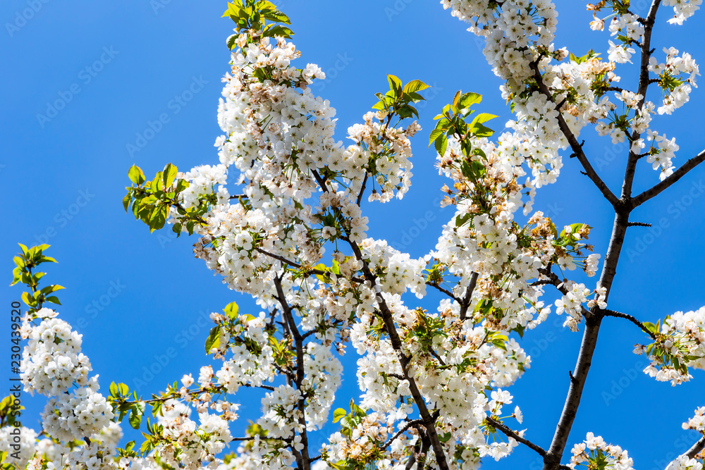 Blooming white Japanese cherry or sakura flowers ( Prunus serrulata or Kanzan )