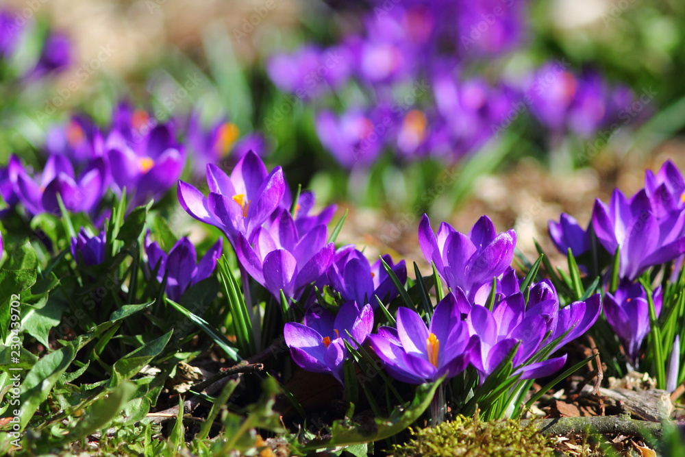 Purple early spring flowers