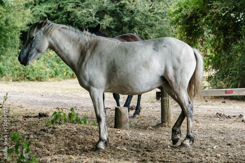 free grey horse from sidde in new forest, england © Otto