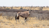 Oryx in the Kalahari desert