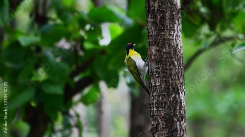 Black-headed Woodpecker (Picus erythropygius) on tree, Thailand photo