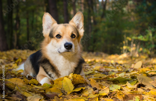 Dog breed Welsh Corgi Pembroke on a walk in a beautiful autumn forest.