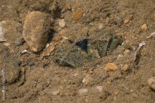 Cangrejo camuflado en la arena