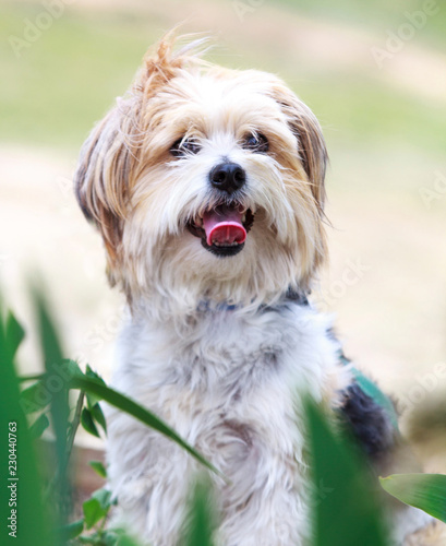 Cute dog portrait outdoors in nature