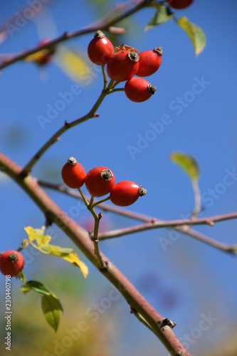 ripe rose hips on branch in autumn sun, rose hip also called rose haw fruits in early october on branches in front of azure sky