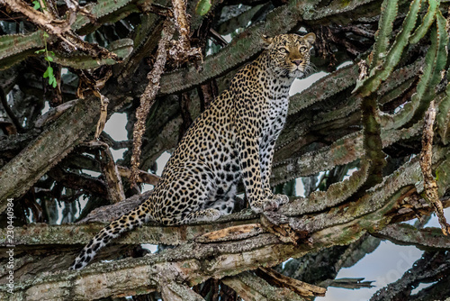 Leopard  Panthera pardus  on a tree  Sabie Sand game reserve  Singita  South Africa
