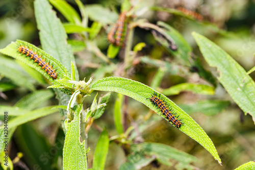 Caterpillar of yellow coster butterfly ( Acraea issoria ) resting on host plant leaf photo