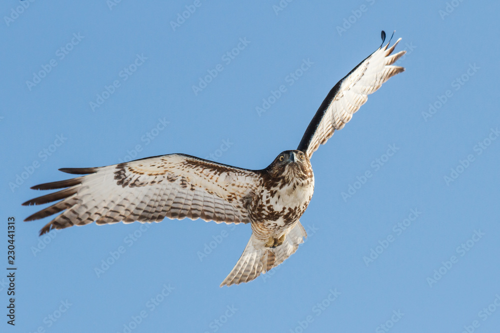 Fototapeta premium Red-Tailed Hawk In Flight With a Clear Blue Sky