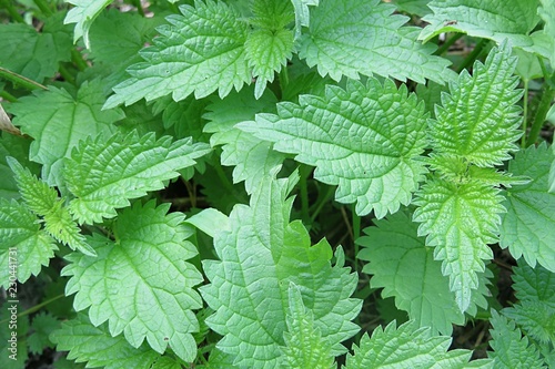 Nettle leaves background  closeup 