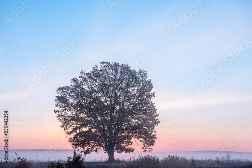 Lonely tree in a foggy field at sunrise. The first autumn frosts. 
