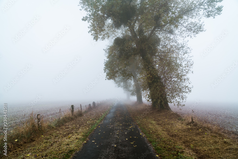 Foggy road in autumn, Normandy, France Foggy road in autumn, Normandy, France