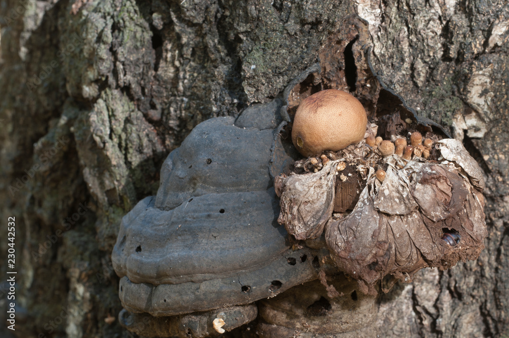 Puffball mushrooms on a stump