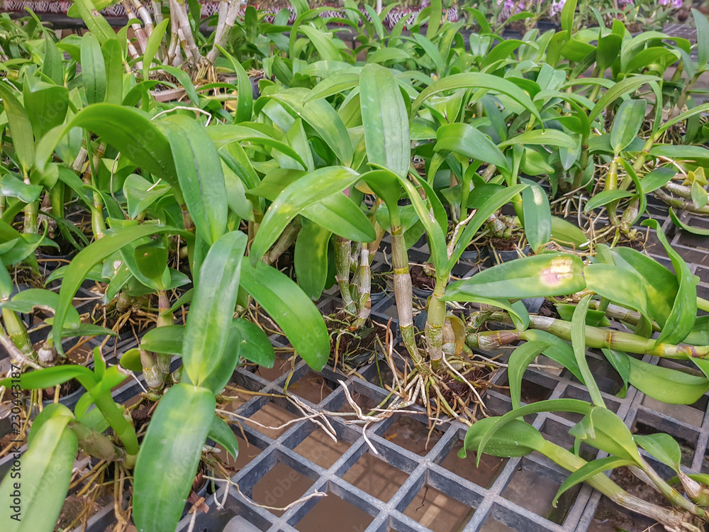 Fototapeta premium Baby orchids are growth.Proper care and maintenance of plants.