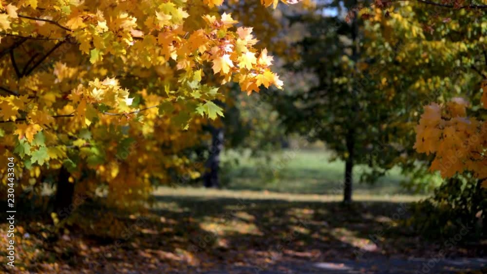 Autumn background-yellow maple leaves in the city Park Autumn background-yellow maple leaves in the city Park