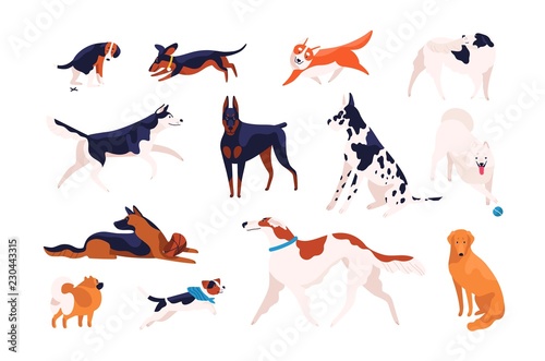 Collection of adorable dogs of different breeds playing, running, walking, sitting, pooping. Bundle of amusing cartoon domestic animals or pets isolated on white background. Flat vector illustration.